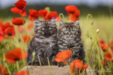 Unsere beiden Jungs warten auf die richtigen Adoptiveltern