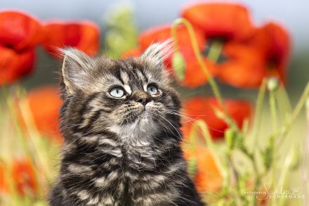 Unsere beiden Jungs warten auf die richtigen Adoptiveltern