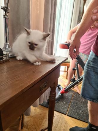 Heilige Birma Katerchen Reinrassig