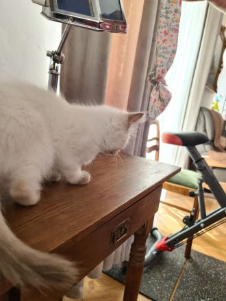 Heilige Birma Katerchen Reinrassig