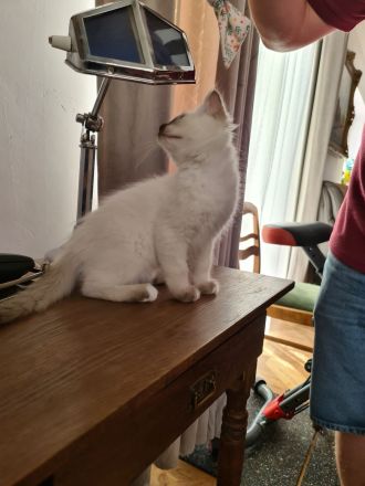 Heilige Birma Katerchen Reinrassig