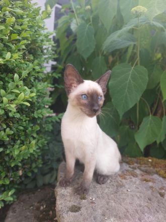 Siam Kitten