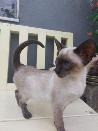 Siam Kitten