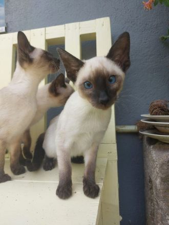 Siam Kitten