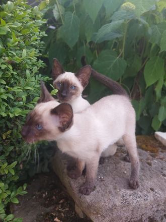 Siam Kitten