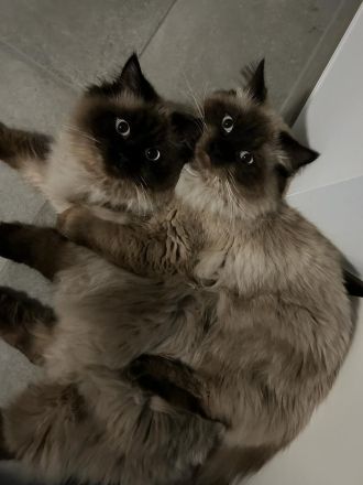 Zwei heilige birma Kater