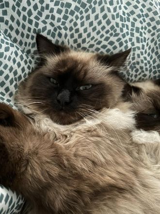 Zwei heilige birma Kater