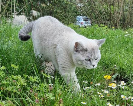 Britisch Kurzhaar / Türkische Angora Kitten