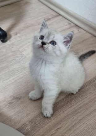 Britisch Kurzhaar / Türkische Angora Kitten