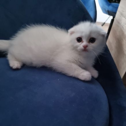 Britisch Kurzhaar / Türkische Angora Kitten