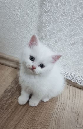 Britisch Kurzhaar / Türkische Angora Kitten