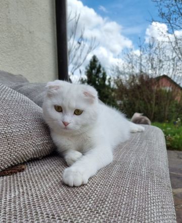 Britisch Kurzhaar / Türkische Angora Kitten