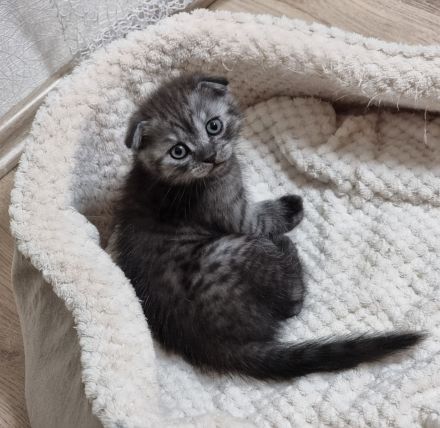 Britisch Kurzhaar / Türkische Angora Kitten