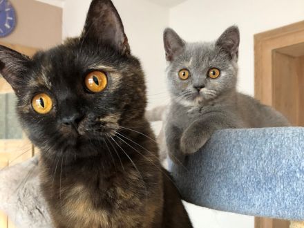 BKH Britisch Kurzhaar noch 1 Baby Kitten Kätzchen Blau +Stammbaum