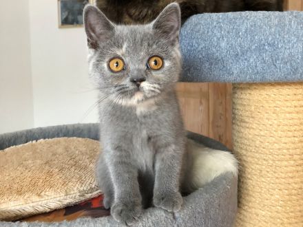 BKH Britisch Kurzhaar noch 1 Baby Kitten Kätzchen Blau +Stammbaum
