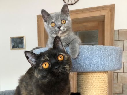 BKH Britisch Kurzhaar noch 1 Baby Kitten Kätzchen Blau +Stammbaum
