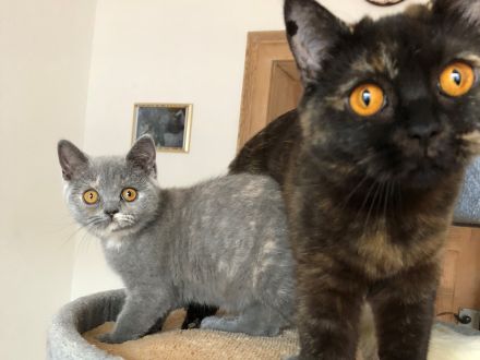 BKH Britisch Kurzhaar noch 1 Baby Kitten Kätzchen Blau +Stammbaum