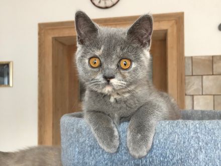 BKH Britisch Kurzhaar noch 1 Baby Kitten Kätzchen Blau +Stammbaum