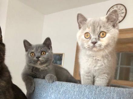BKH Britisch Kurzhaar noch 1 Baby Kitten Kätzchen Blau +Stammbaum