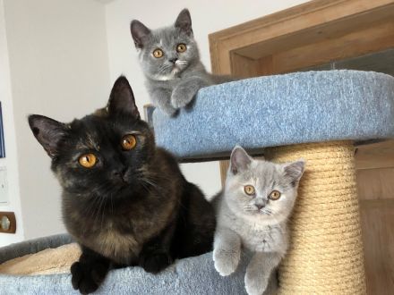 BKH Britisch Kurzhaar noch 1 Baby Kitten Kätzchen Blau +Stammbaum