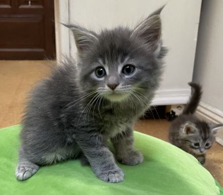 Reinrassige, sehr zutrauliche Maine Coon Kitten, traumhaft schön