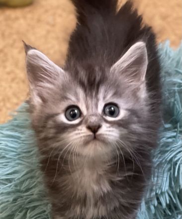 Reinrassige, sehr zutrauliche Maine Coon Kitten, traumhaft schön