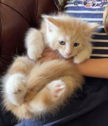 Reinrassige, sehr zutrauliche Maine Coon Kitten, traumhaft schön