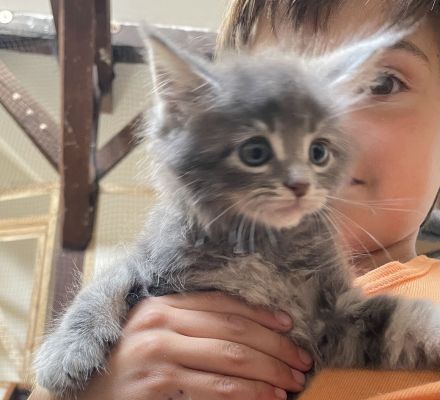 Reinrassige, sehr zutrauliche Maine Coon Kitten, traumhaft schön