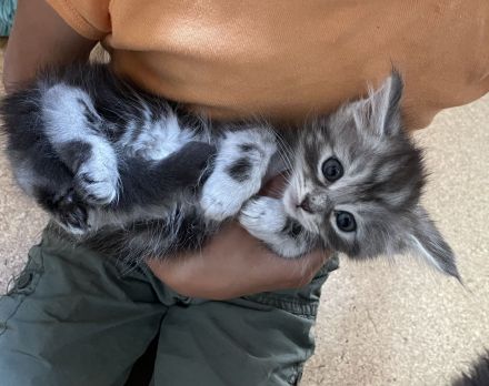 Reinrassige, sehr zutrauliche Maine Coon Kitten, traumhaft schön