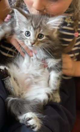 Reinrassige, sehr zutrauliche Maine Coon Kitten, traumhaft schön