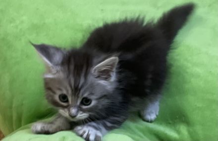 Reinrassige, sehr zutrauliche Maine Coon Kitten, traumhaft schön