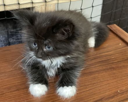 Reinrassige, sehr zutrauliche Maine Coon Kitten, traumhaft schön