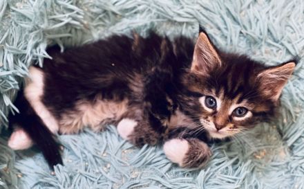 Reinrassige, sehr zutrauliche Maine Coon Kitten, traumhaft schön