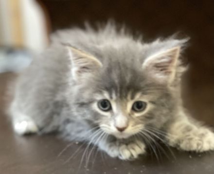 Reinrassige, sehr zutrauliche Maine Coon Kitten, traumhaft schön