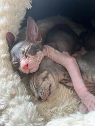Sphynx Kitten abzugeben
