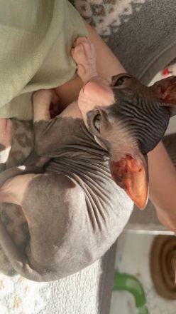 Sphynx Kitten abzugeben