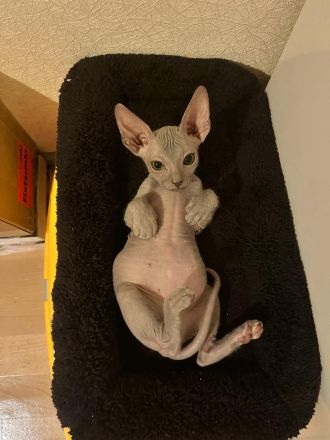 Sphynx Kitten abzugeben