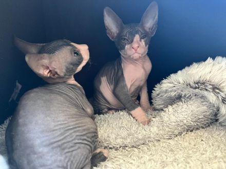 Sphynx Kitten abzugeben