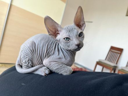 Sphynx Kitten abzugeben