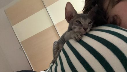 Sphynx Kitten abzugeben