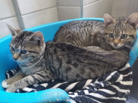 2 Katzen suchen neues liebevolle zu Hause