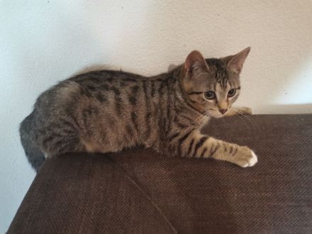 2 Katzen suchen neues liebevolle zu Hause