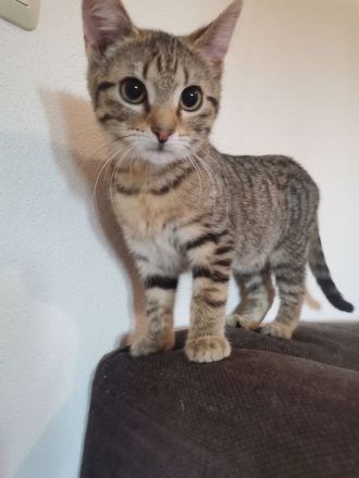 2 Katzen suchen neues liebevolle zu Hause