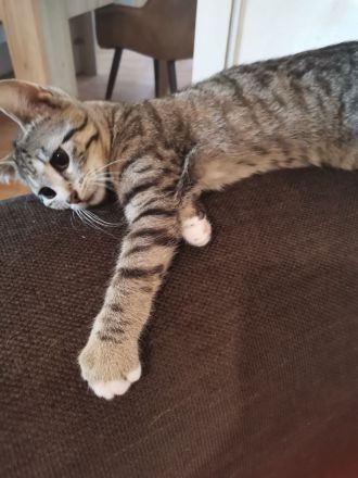 2 Katzen suchen neues liebevolle zu Hause