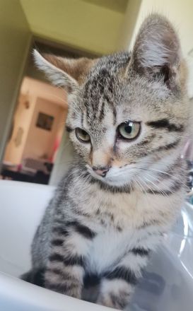 2 Katzen suchen neues liebevolle zu Hause