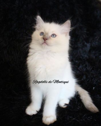 Ragdoll Kitten mit Stammbaum