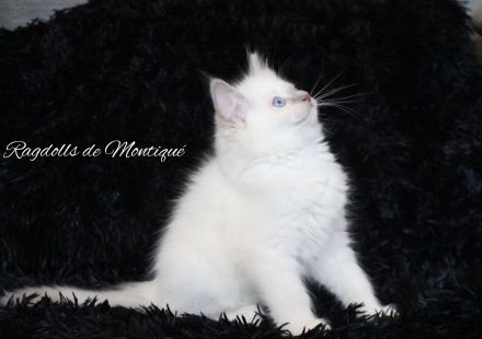 Ragdoll Kitten mit Stammbaum