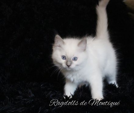 Ragdoll Kitten mit Stammbaum