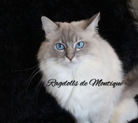 Ragdoll Kitten mit Stammbaum
