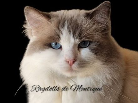 Ragdoll Kitten mit Stammbaum